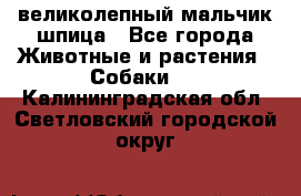 великолепный мальчик шпица - Все города Животные и растения » Собаки   . Калининградская обл.,Светловский городской округ 